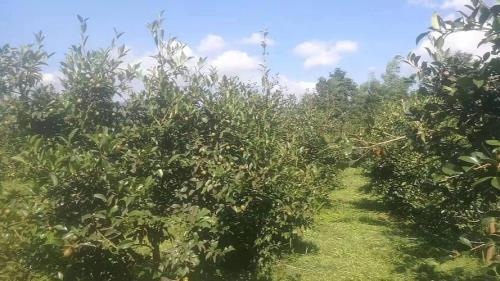 三江茶油种植模式