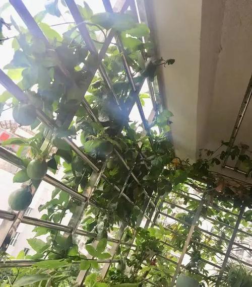 楼顶种植百香果会晒死吗