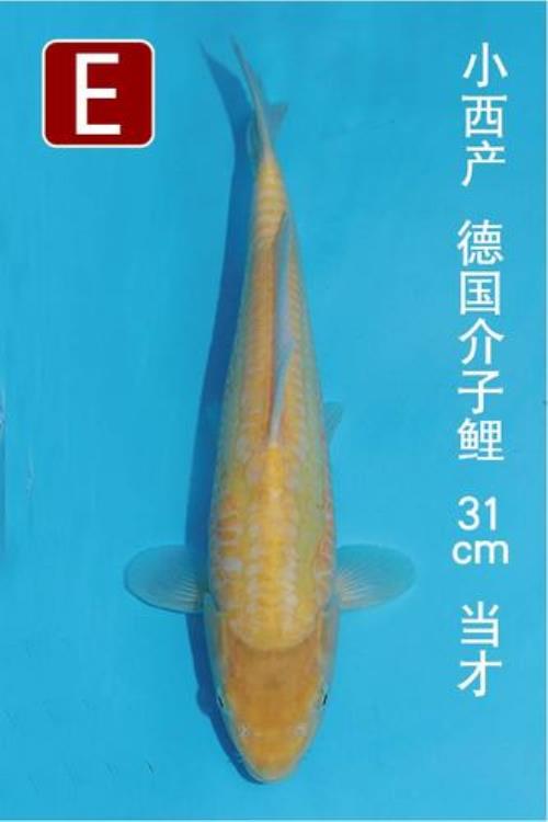 丸堂芥子锦鲤特点