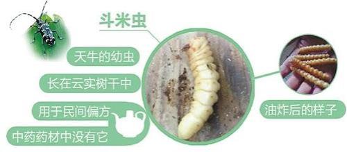 糜虫的学名