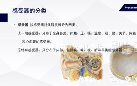什么是感受器
