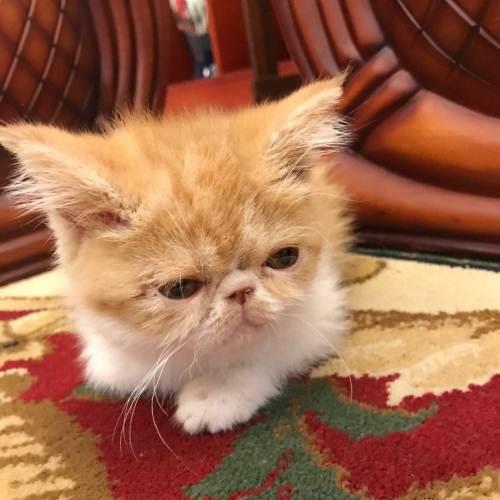 加菲猫抓人原因