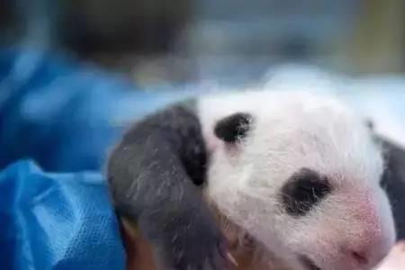 熊猫生崽过程