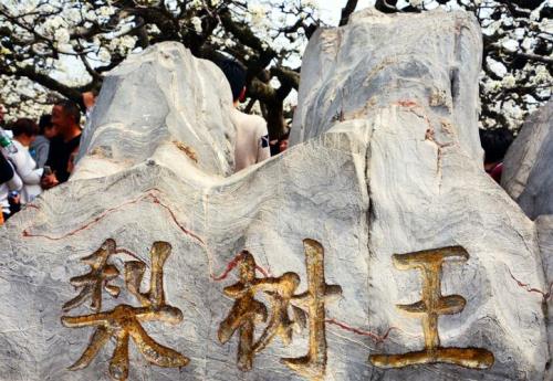 砀山四大景点
