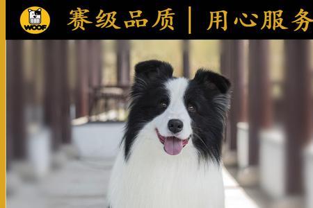 边牧幼犬头上的毛是卷的吗