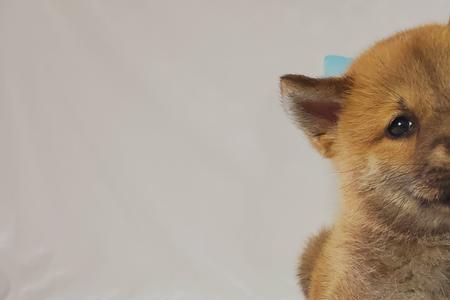 柴犬幼犬鉴定最准确的方法