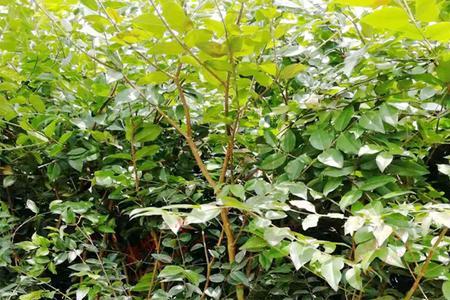 嘉宝果开花施什么肥料