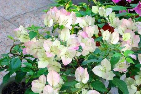 三角梅勤花程度排名