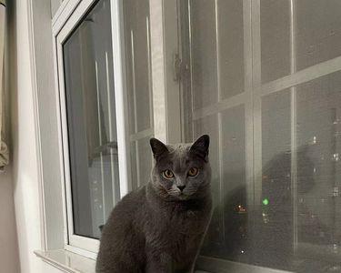蓝猫为什么总是臭