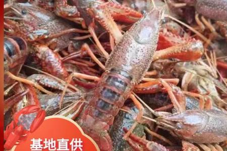 七斤小龙虾可以出几斤肉