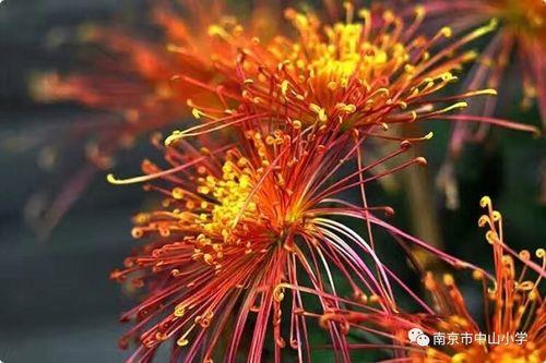 绍元杰结局