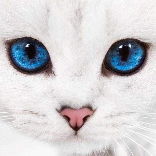 为什么盯着猫的眼睛看猫会躲开