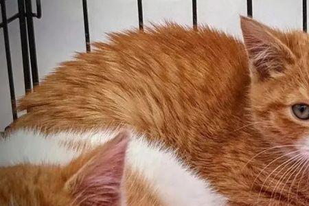 遇到野生小猫可以叫119吗