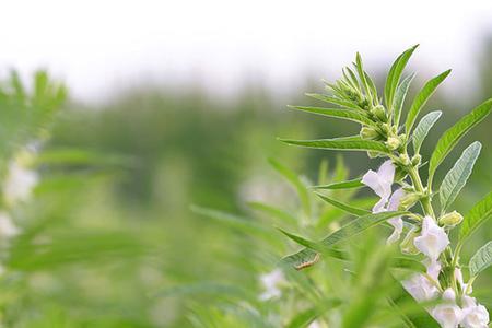 芝麻开花不坐果是什么原因