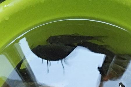 3号钩能钓小鱼吗