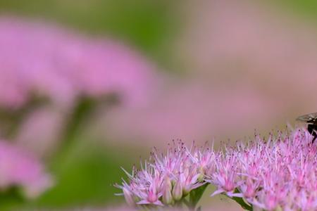 花香蜂自来的意思