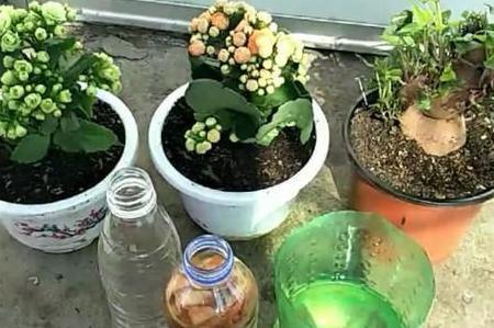 生根水浓了浇花要紧吗