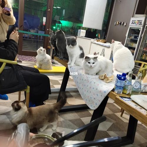 朋友说去猫咖是什么意思