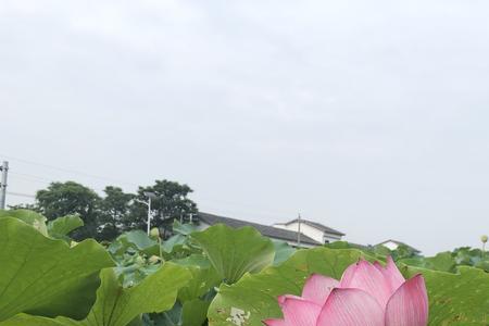 裂锦修辞手法