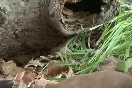 黄鼠狼吃兔子从哪里吃