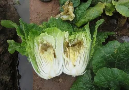 油菜烂心是什么原因