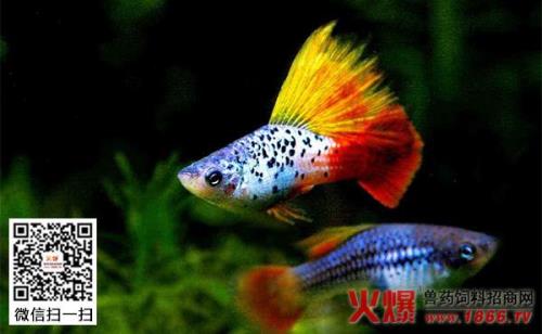 小型观赏鱼可以一个月不喂食吗