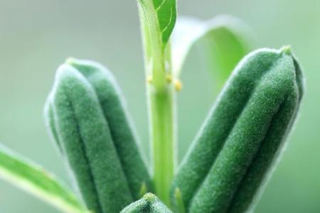 芝麻像什么植物