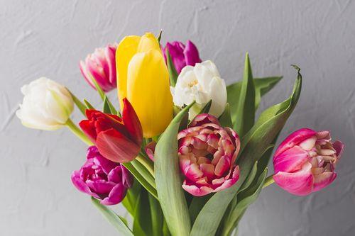 tulips花语
