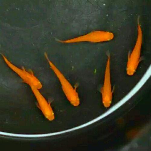 冷水观赏鱼搭配推荐