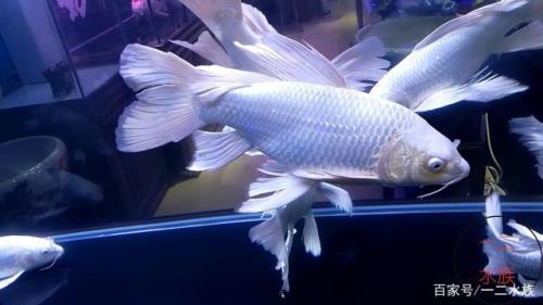 鱼缸水变酸可以加醋吗