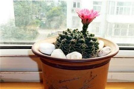 绯花玉修根后多久服盆