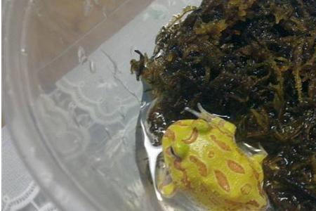 角蛙有毒吗