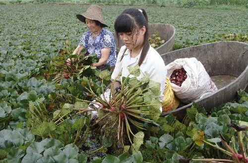 菱米怎么保存