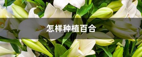 河南种百合最佳时间