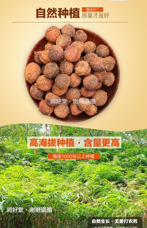 砂仁怎么晒不会裂开