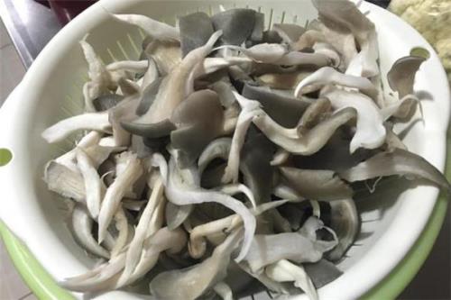平菇超低温会怎样