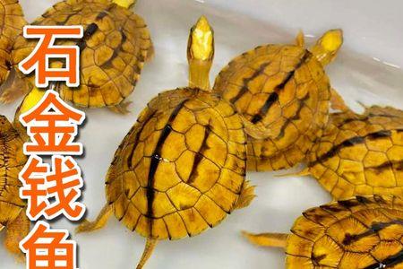 石龟几月份下蛋