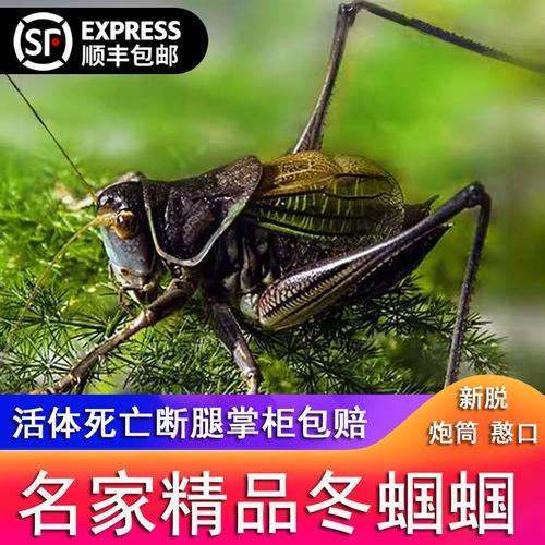 竹蛉是害虫吗