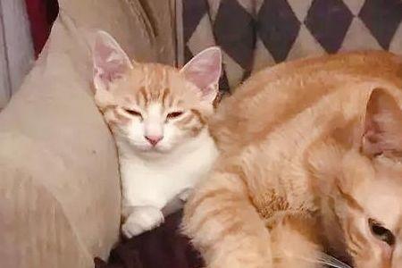 白橘猫和橘猫的区别