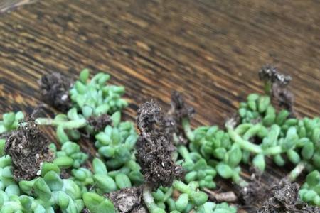 雪花玉缀头部干瘪怎么办