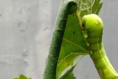 豆虫产卵的正确方法