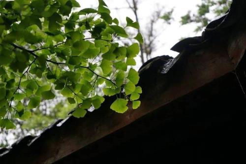 有碍雅观意思