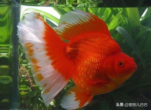 15度水温适合养什么鱼
