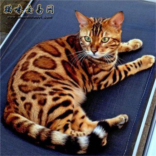 豹猫要多久才回一次领地