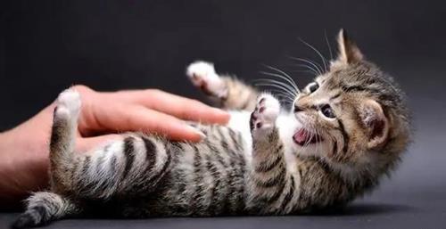 为什么说猫会吸人气呢