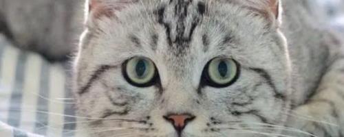 山东话吃你猫是什么意思