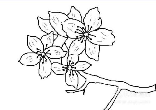 迎春花的简笔画