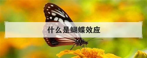 蝴蝶效应最后一句话什么意思