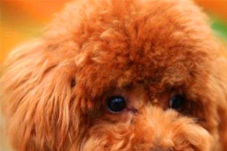 新手买三个月泰迪犬要准备什么