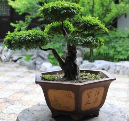 赤楠修剪全过程